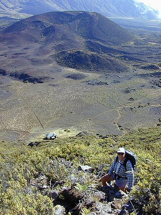 Haleakala sandalwood: Santalum haleakalae (habitat). Location: Maui, Kapalaoa Ridge
