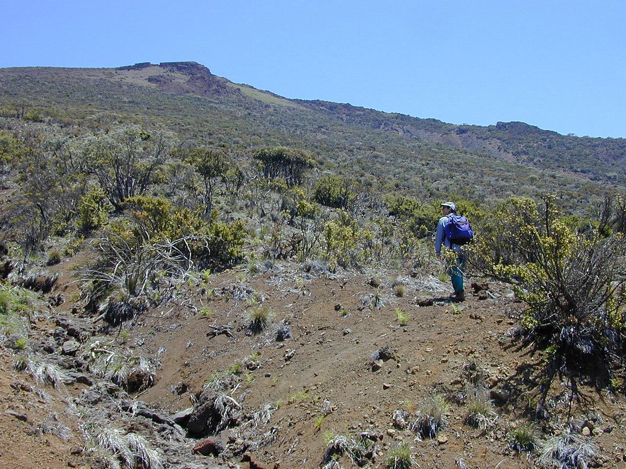 Haleakala sandalwood: Santalum haleakalae (habit with Kim). Location: Maui, Polipoli
