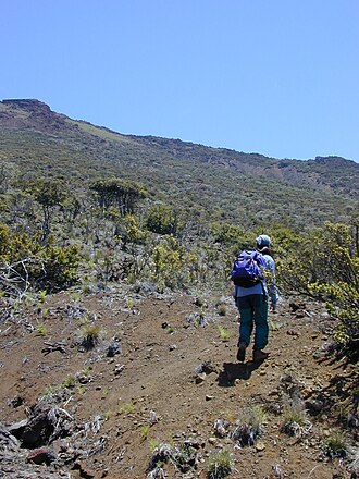 Haleakala sandalwood: Santalum haleakalae (habit with Kim). Location: Maui, Polipoli