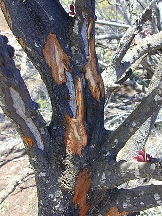 Haleakala sandalwood: Santalum haleakalae (trunk with deer rubbing). Location: Maui, Polipoli