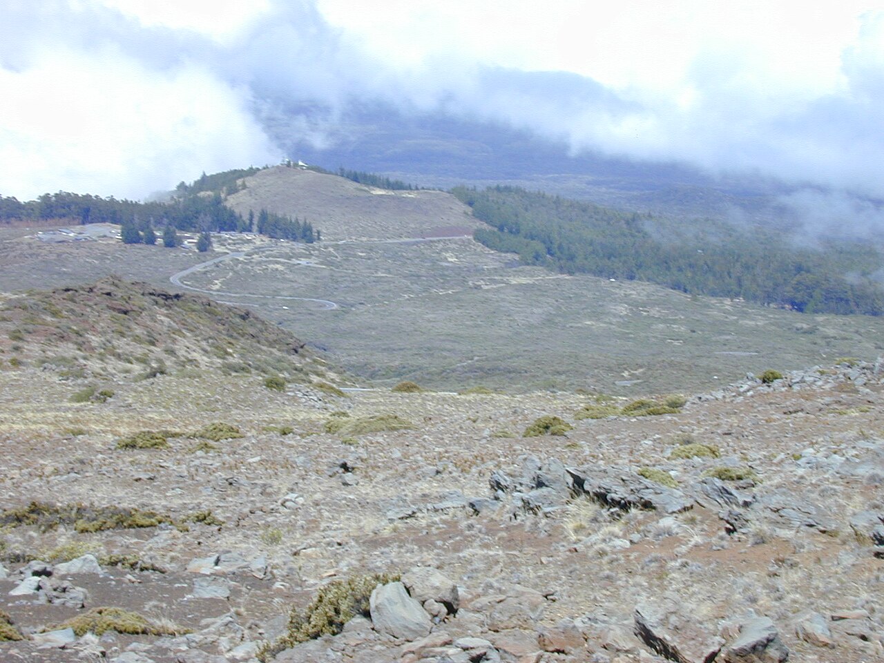 Haleakala sandalwood: Santalum haleakalae (habitat view Puu Nianiau). Location: Maui, Kalahaku Haleakala National Park