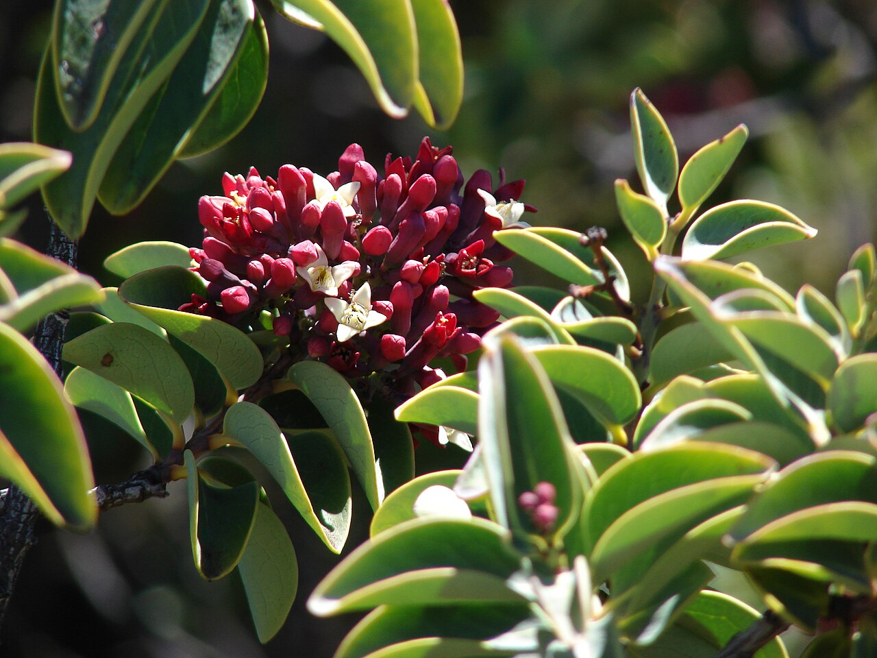 Haleakala sandalwood: Santalum haleakalae (flowers and leaves). Location: Maui, Front Country Haleakala National Park