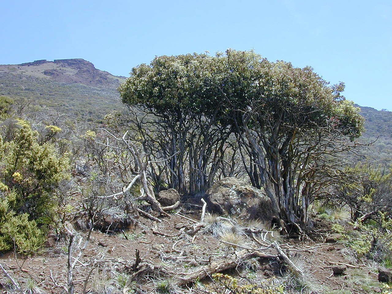 Haleakala sandalwood: Santalum haleakalae (browsed habit). Location: Maui, Polipoli
