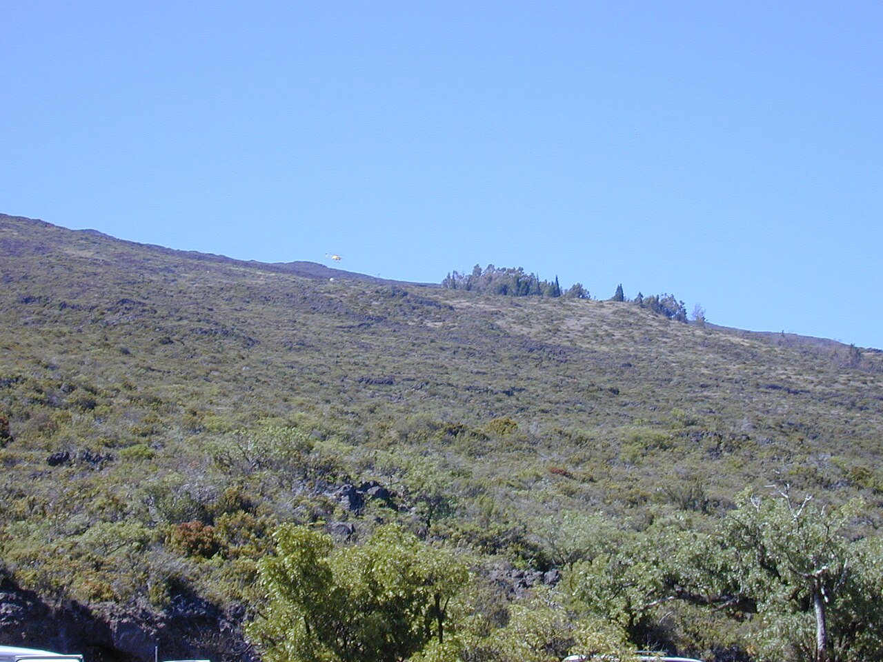 Haleakala sandalwood: Santalum haleakalae (habitat). Location: Maui, HQ Haleakala National Park