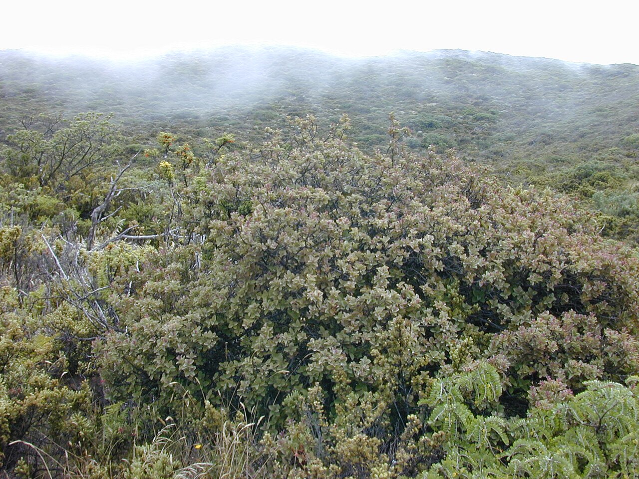 Haleakala sandalwood: Santalum haleakalae (habit). Location: Maui, Halemaumau trail Haleakala crater