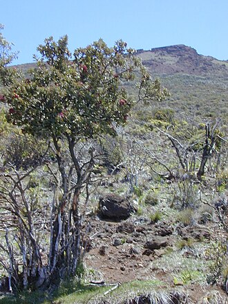 Haleakala sandalwood: Santalum haleakalae (habit). Location: Maui, Polipoli