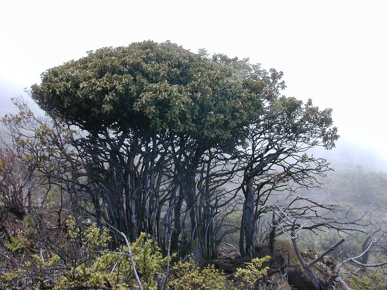 Haleakala sandalwood: Santalum haleakalae (browsed habit). Location: Maui, Polipoli