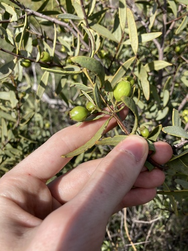 Australian sandalwood (Santalum spicatum)