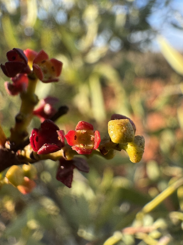 Australian sandalwood (Santalum spicatum)