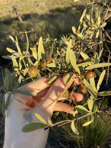 Australian sandalwood (Santalum spicatum)