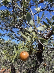 Australian sandalwood (Santalum spicatum)