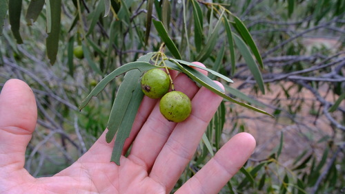 Australian sandalwood (Santalum spicatum)