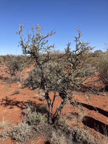 Australian sandalwood (Santalum spicatum)