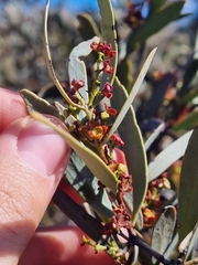 Australian sandalwood (Santalum spicatum)