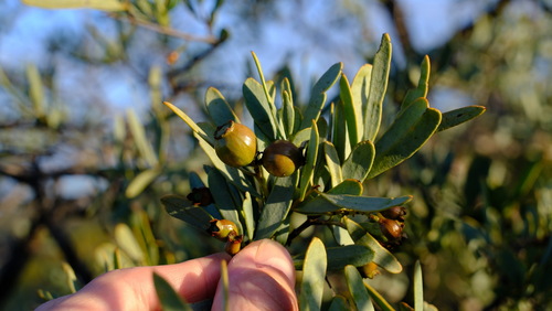Australian sandalwood (Santalum spicatum)
