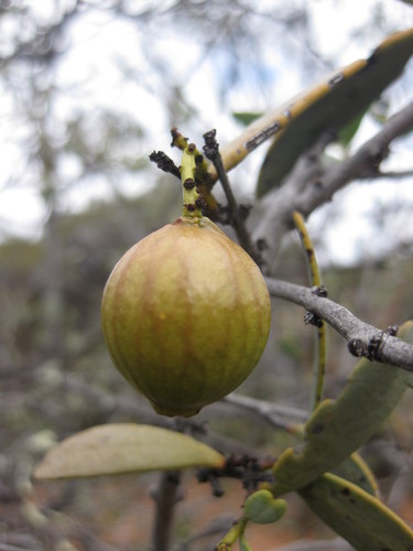 Australian sandalwood (Santalum spicatum)