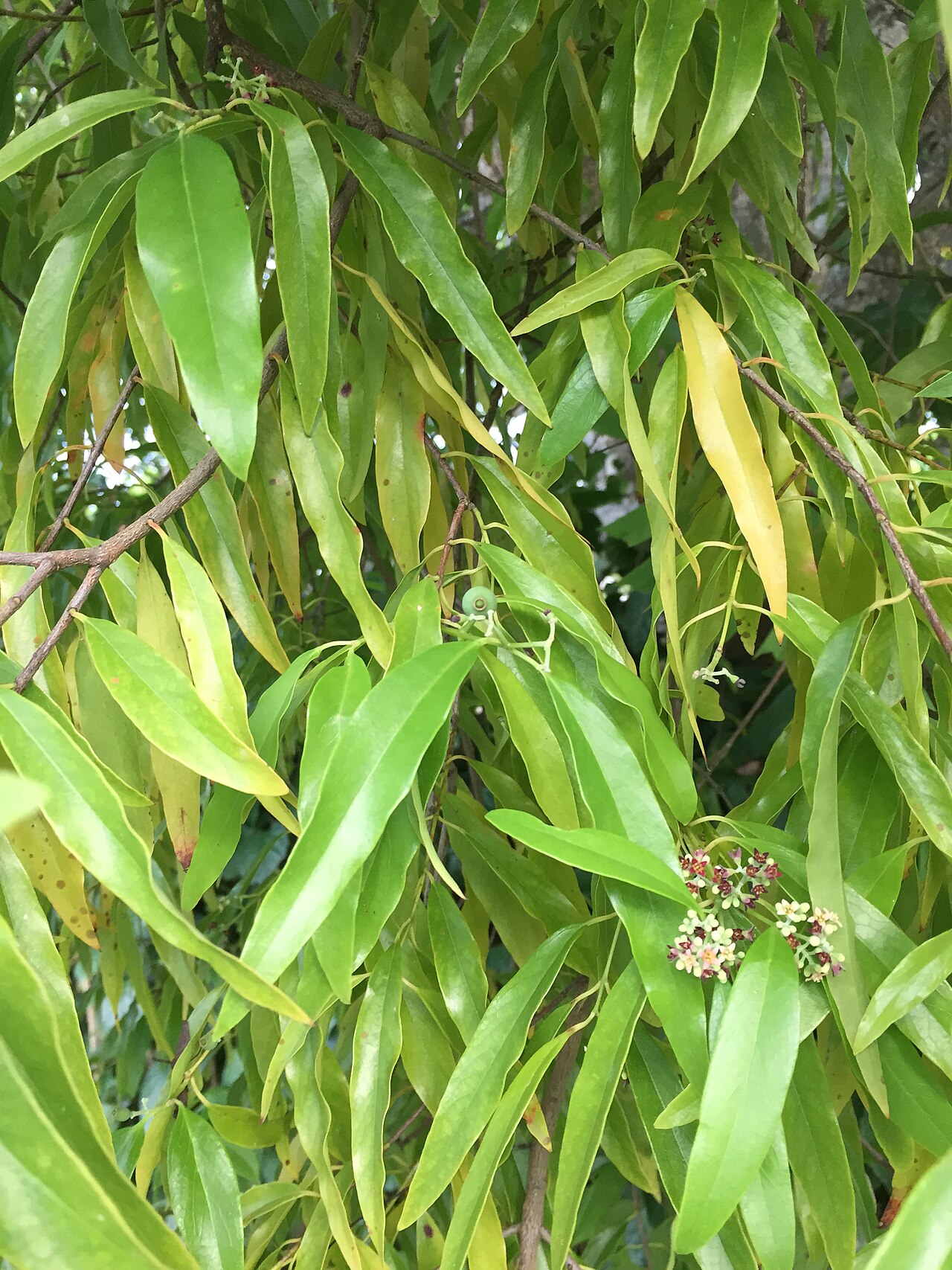 Santalum yasi: Leaves, flowers, fruit of the Pacific sandalwood tree