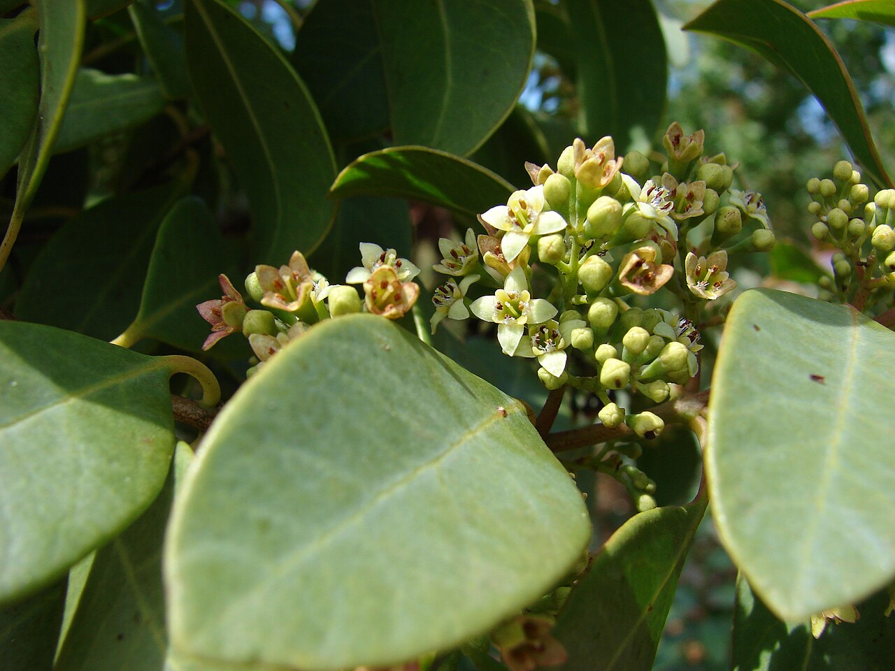 Santalum yasi: Santalum ellipticum (flowers and leaves). Location: Maui, Kanaha Beach