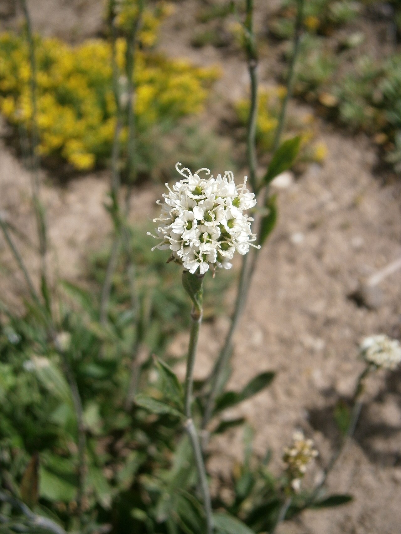 Saponaria bellidifolia: Saponaria bellidifolia in the Jardin Botanique Alpin du Lautaret