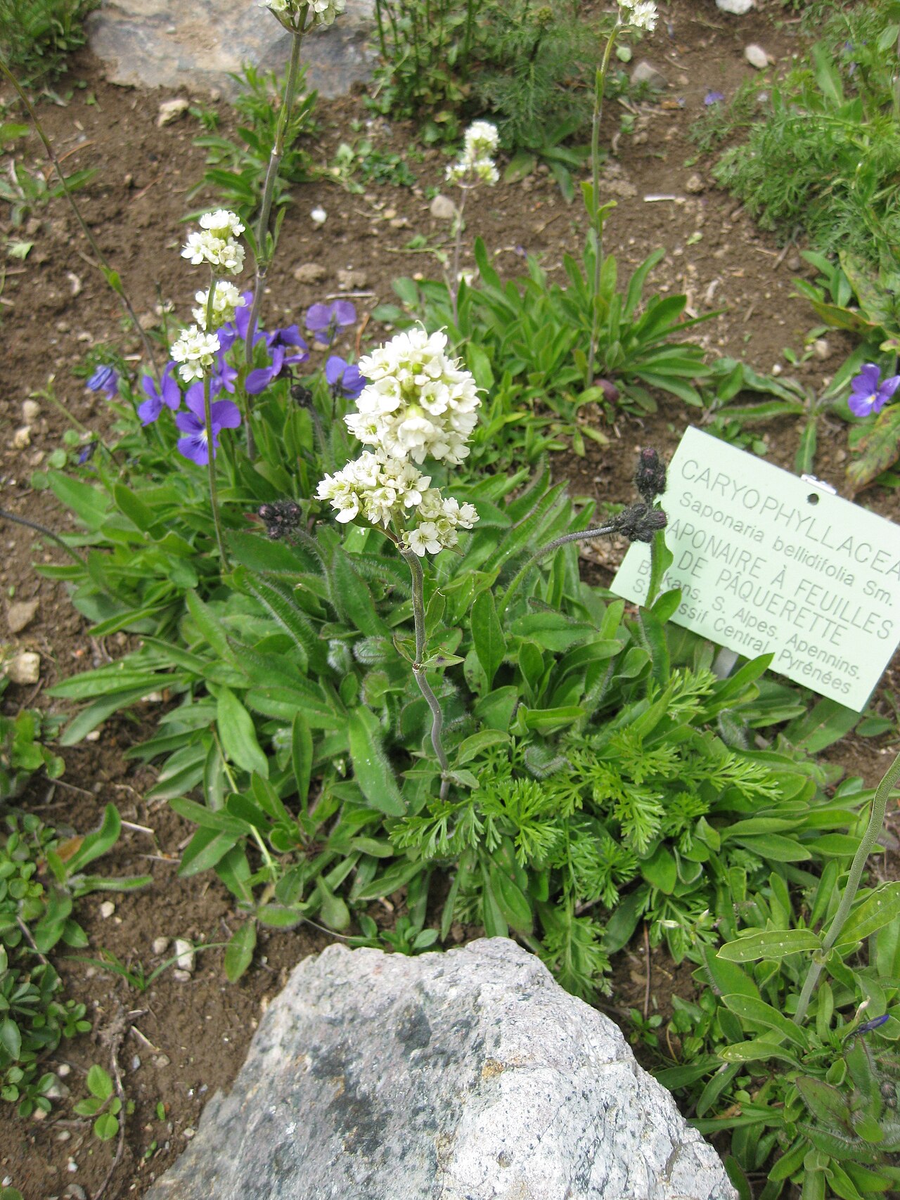 Saponaria bellidifolia: Saponaria bellidifolia in the Jardin Botanique Alpin du Lautaret