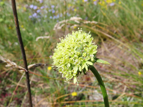 Saponaria bellidifolia (Saponaria bellidifolia)