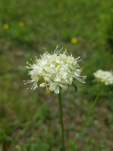 Saponaria bellidifolia (Saponaria bellidifolia)