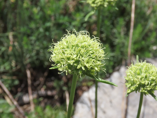 Saponaria bellidifolia (Saponaria bellidifolia)