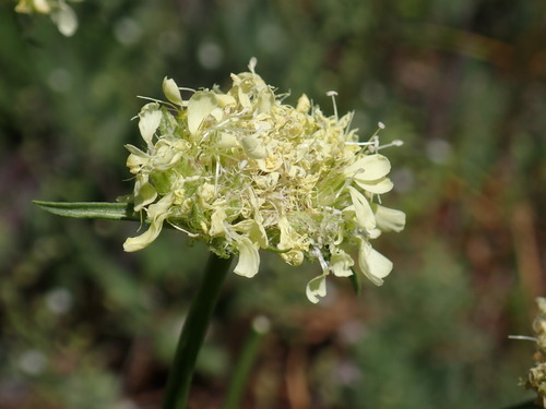 Saponaria bellidifolia (Saponaria bellidifolia)