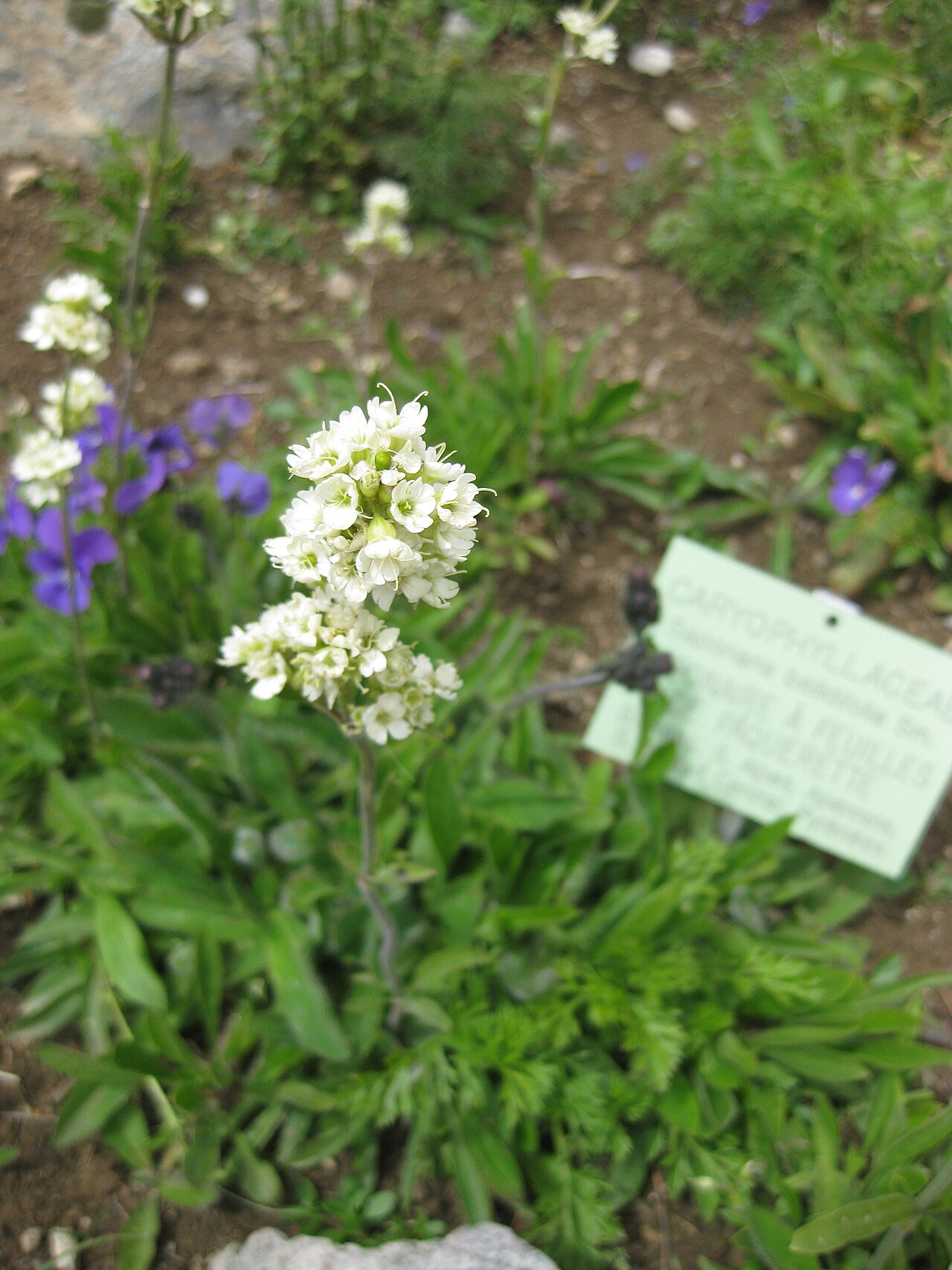 Saponaria bellidifolia: Saponaria bellidifolia in the Jardin Botanique Alpin du Lautaret