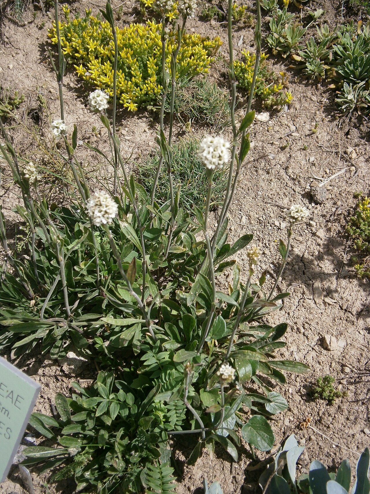 Saponaria bellidifolia: Saponaria bellidifolia in the Jardin Botanique Alpin du Lautaret