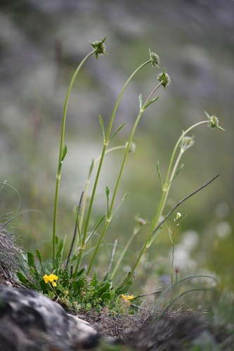 Saponaria bellidifolia (Saponaria bellidifolia)