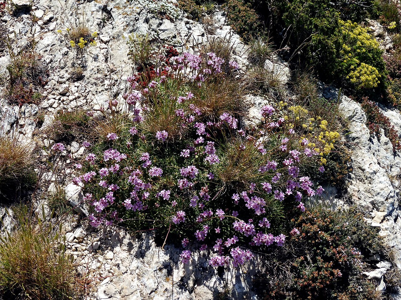 Saponaria caespitosa: This is a a photo of a natural area in Catalonia, Spain, with id: