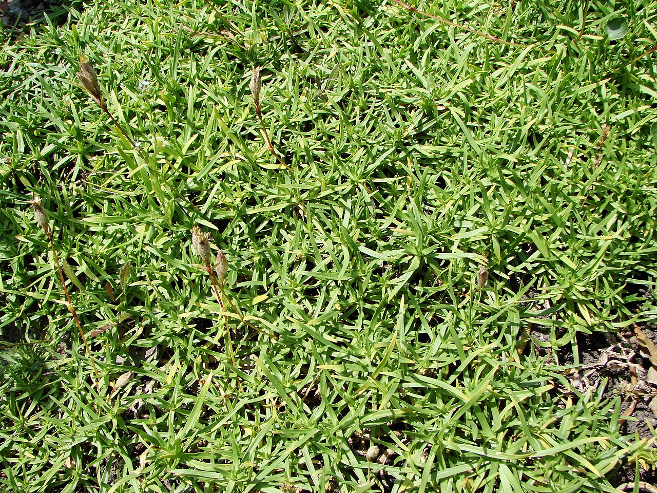 Saponaria caespitosa: Picture taken in the university botanical garden of Wrocław (Poland): Saponaria caespitosa DC.