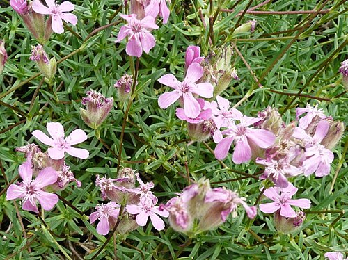 Saponaria caespitosa: Botanischer Garten Erlangen, 2008