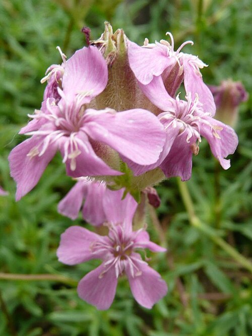 Saponaria caespitosa: Botanischer Garten Erlangen, 2008