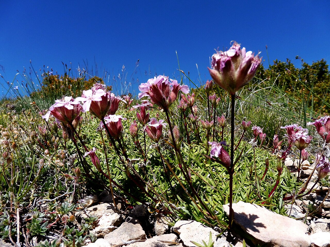 Saponaria caespitosa: This is a a photo of a natural area in Catalonia, Spain, with id: