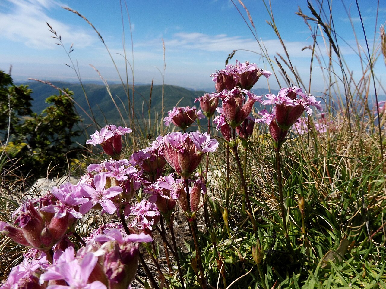 Saponaria caespitosa: This is a a photo of a natural area in Catalonia, Spain, with id: