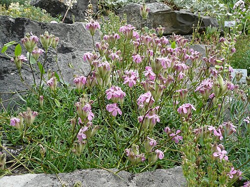 Saponaria caespitosa: Botanischer Garten Erlangen, 2008