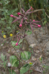 Saponaria glutinosa (Saponaria glutinosa)