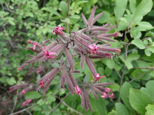 Saponaria glutinosa (Saponaria glutinosa)