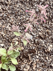 Saponaria glutinosa (Saponaria glutinosa)
