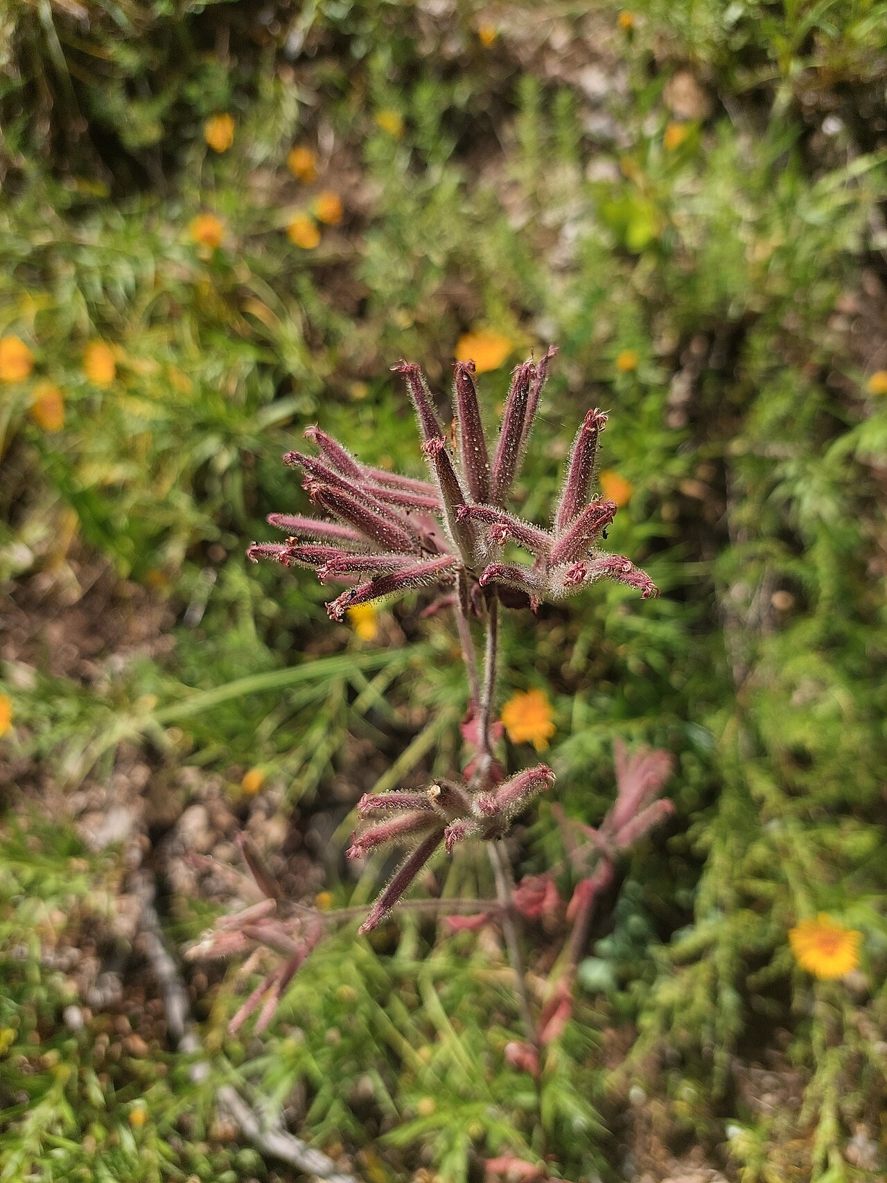 Saponaria glutinosa: Saponaria glutinosa