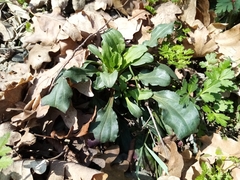 Saponaria glutinosa (Saponaria glutinosa)