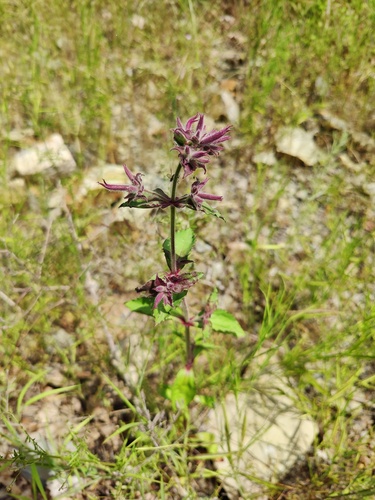 Saponaria glutinosa (Saponaria glutinosa)