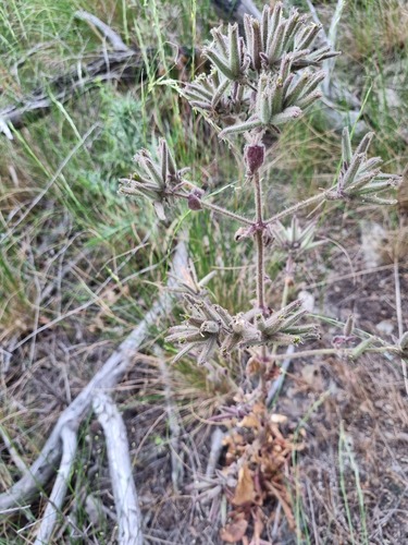 Saponaria glutinosa (Saponaria glutinosa)