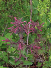 Saponaria glutinosa (Saponaria glutinosa)