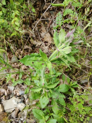Saponaria glutinosa (Saponaria glutinosa)