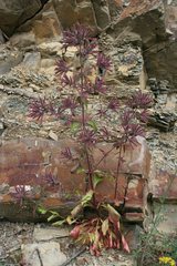 Saponaria glutinosa (Saponaria glutinosa)