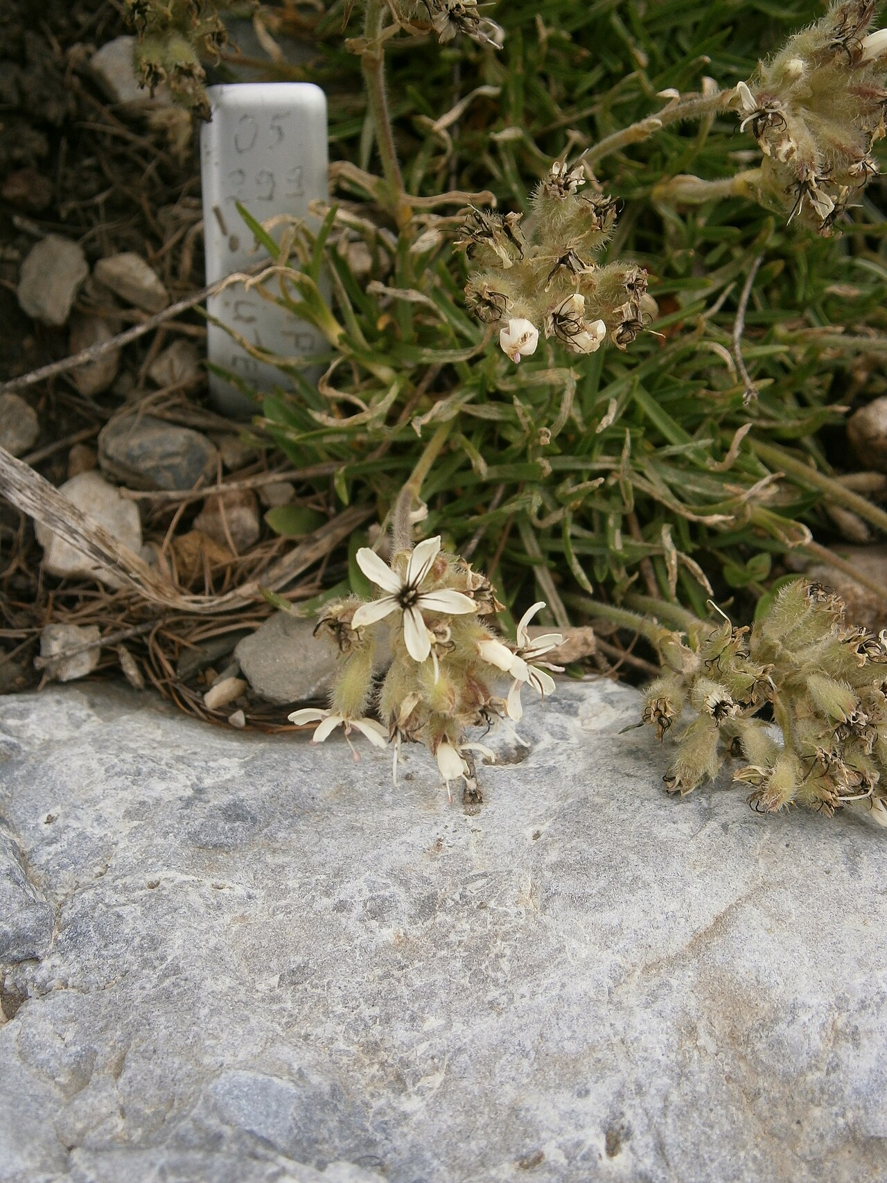 Saponaria lutea: Saponaria lutea in the Jardin Botanique Alpin du Lautaret