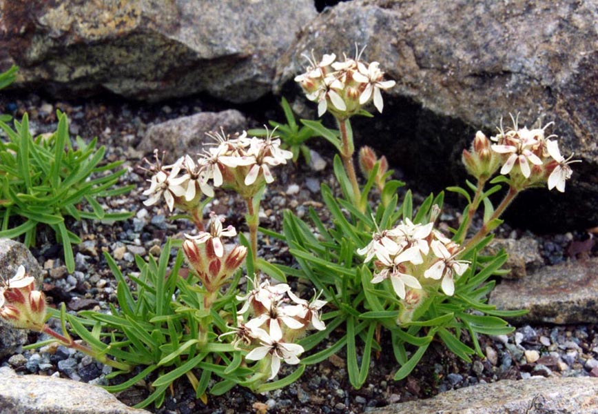 Saponaria lutea: Saponaria lutea